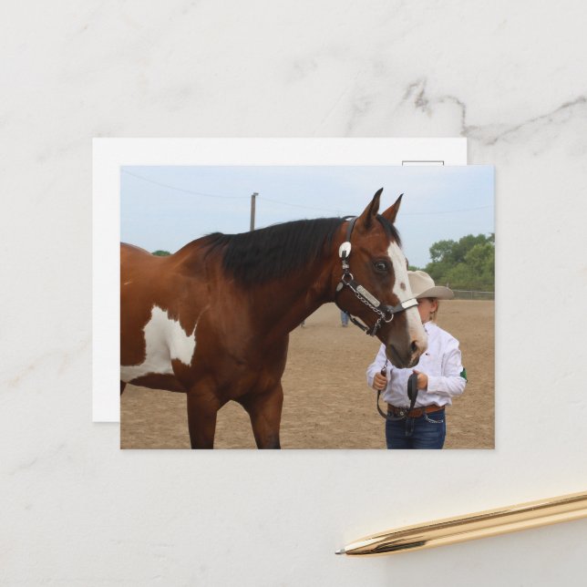 Showmanship Bay Paint Horse Postcard (Front/Back In Situ)
