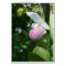 Showy Lady's Slipper