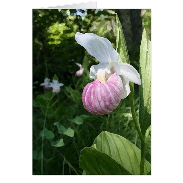 Showy Lady's Slipper (Front)