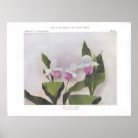 Showy Lady's-Slipper - Cypripedium reginae