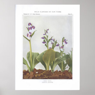 Showy Orchis - Galeorchis spectabilis Poster