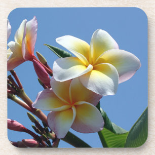 Showy Plumeria Frangipani Blooms Coaster