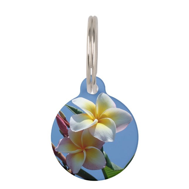 Showy Plumeria Frangipani Blooms Pet Tag (Front)