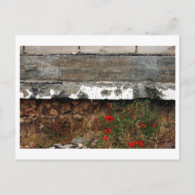 Shrapnel and poppies, Sarajevo Postcard (Front)