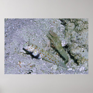 Shrimp Goby and Partner Poster
