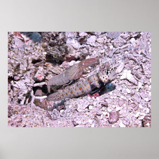 Shrimp Goby and Shrimp Poster (Front)