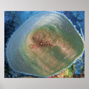 Shrimp in a Bowl Poster