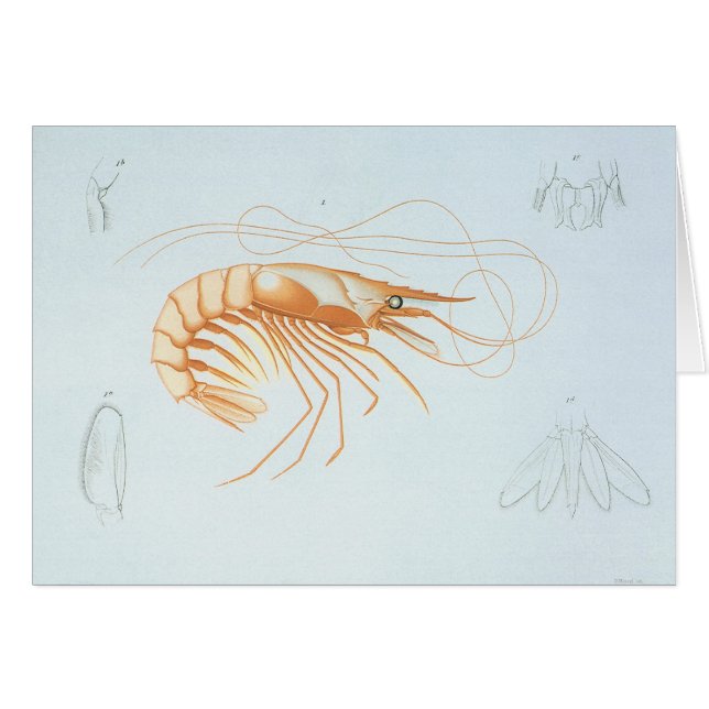 Shrimp or Prawn, Vintage Marine Life Ocean Animals (Front Horizontal)
