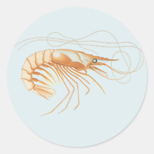Shrimp or Prawn, Vintage Marine Life Ocean Animals Classic Round Sticker
