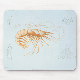 Shrimp or Prawn, Vintage Marine Life Ocean Animals Mouse Mat