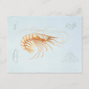 Shrimp or Prawn, Vintage Marine Life Ocean Animals Postcard