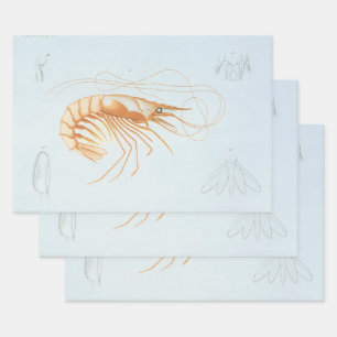 Shrimp or Prawn, Vintage Marine Life Ocean Animals Wrapping Paper Sheet