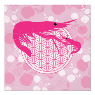 Shrimp Photo Print