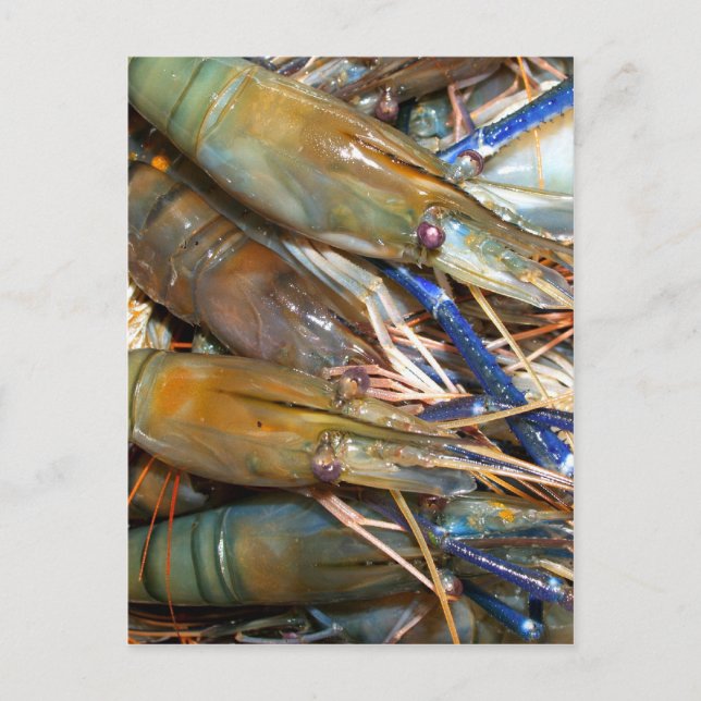 shrimp postcard (Front)