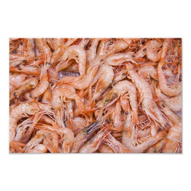 Shrimps Photo Print (Front)