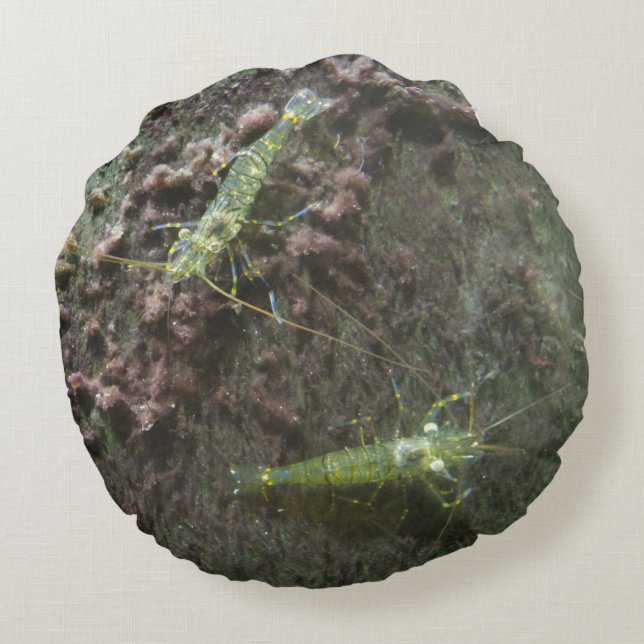 Shrimps Round Pillow (Back)
