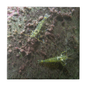 Shrimps Small (4.25" x 4.25") Ceramic Photo Tile
