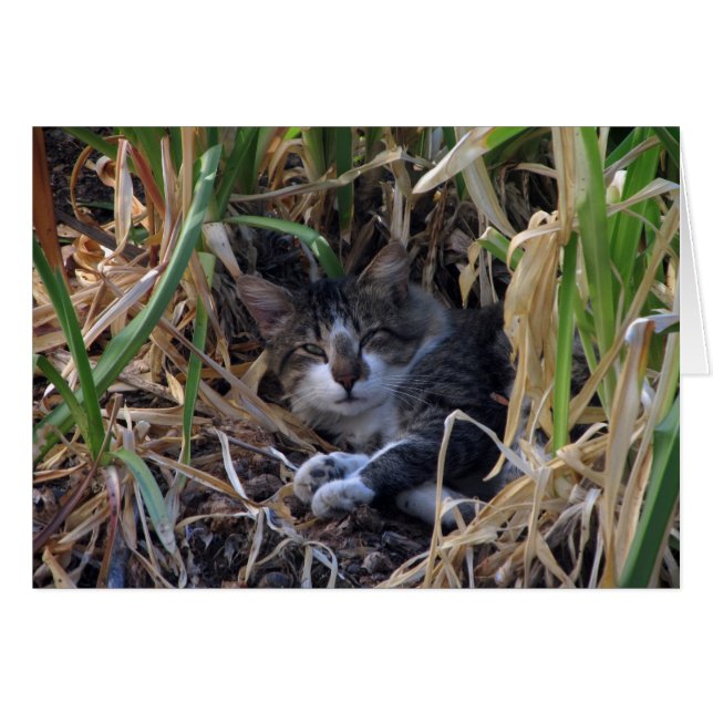 Shy Boy Cat Blank Card (Front Horizontal)