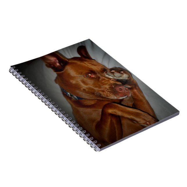 Shy Chocolate Lab Pit Mix Dog Notebook (Right Side)