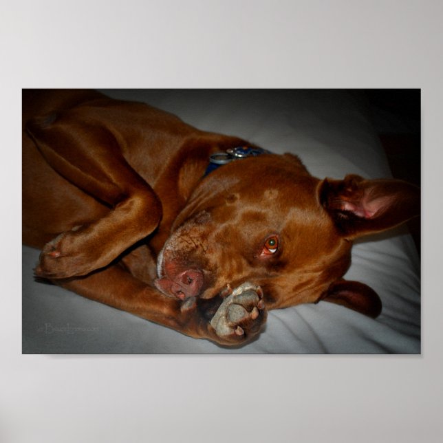 Shy Chocolate Lab Pit Mix Dog Poster (Front)