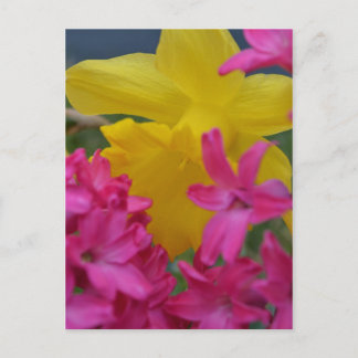 shy daffodil postcard