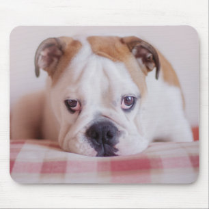 Shy English Bulldog Puppy Mouse Mat