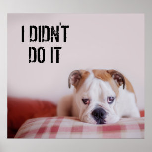 Shy English Bulldog Puppy Poster