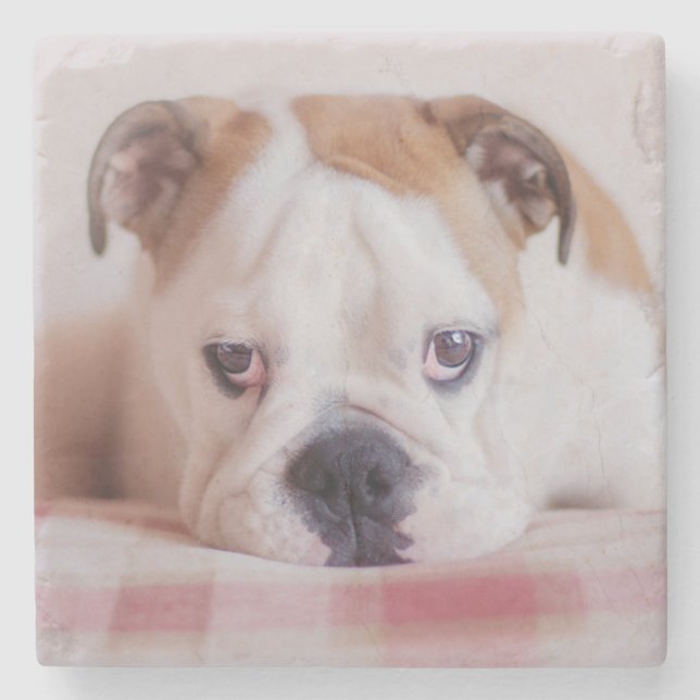 Shy English Bulldog Puppy Stone Coaster (Front)
