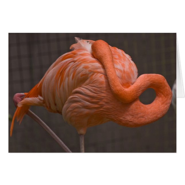 Shy Flamingo (Front Horizontal)