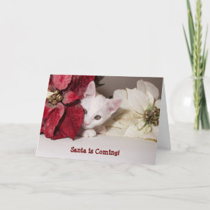 Shy Kitten Poinsettia Christmas Card