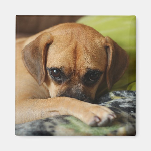 Shy puggle magnet (Front)