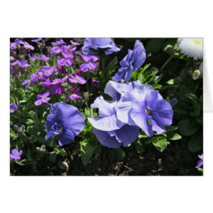 Shy Purple Pansies