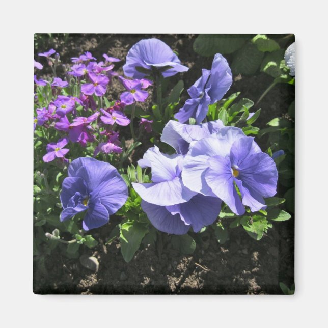 Shy Purple Pansies Magnet (Front)