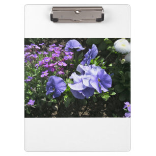 Shy Purple Pansies White Clipboard