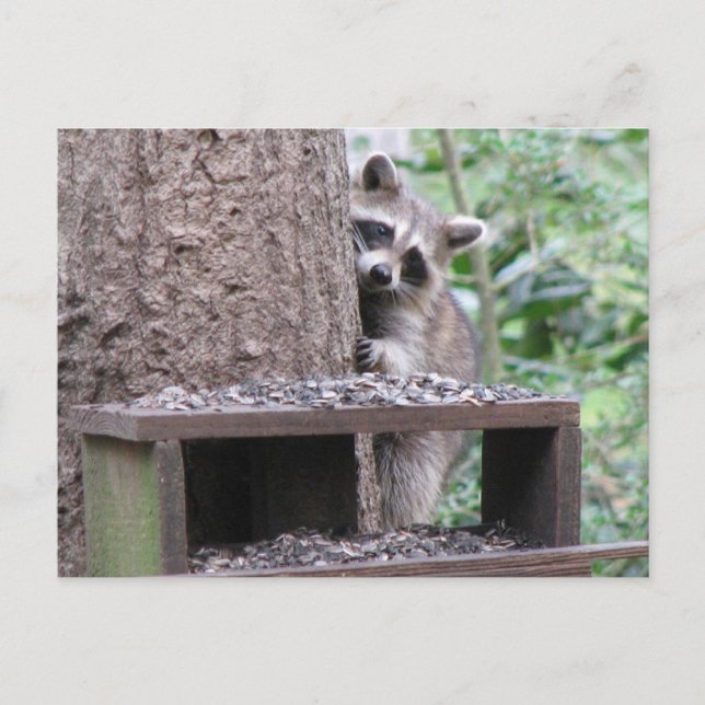 Shy Racoon Postcard (Front)
