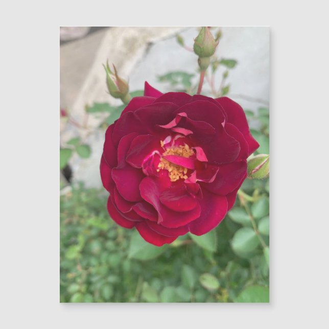 Shy Rose Magnet (Front)