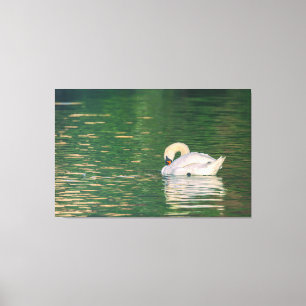 Shy Swan Canvas Print