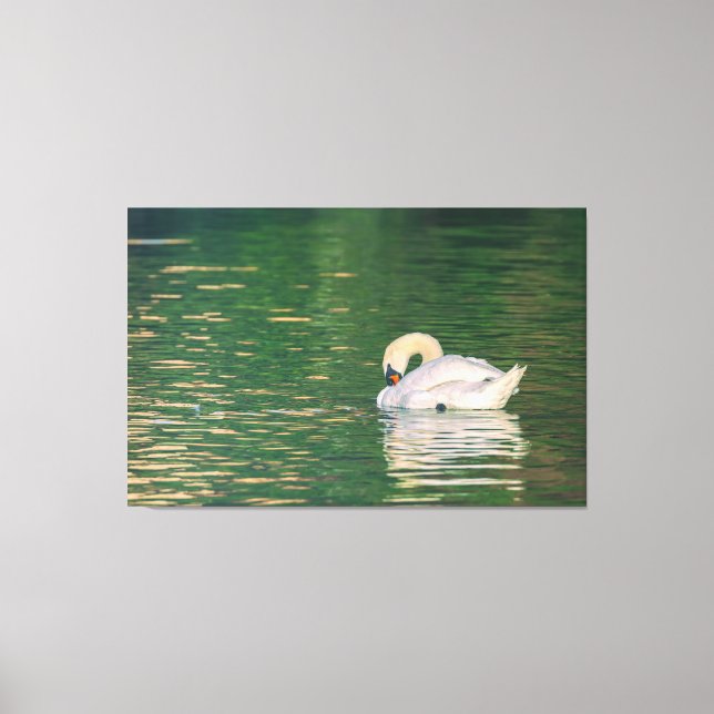 Shy Swan Canvas Print (Front)