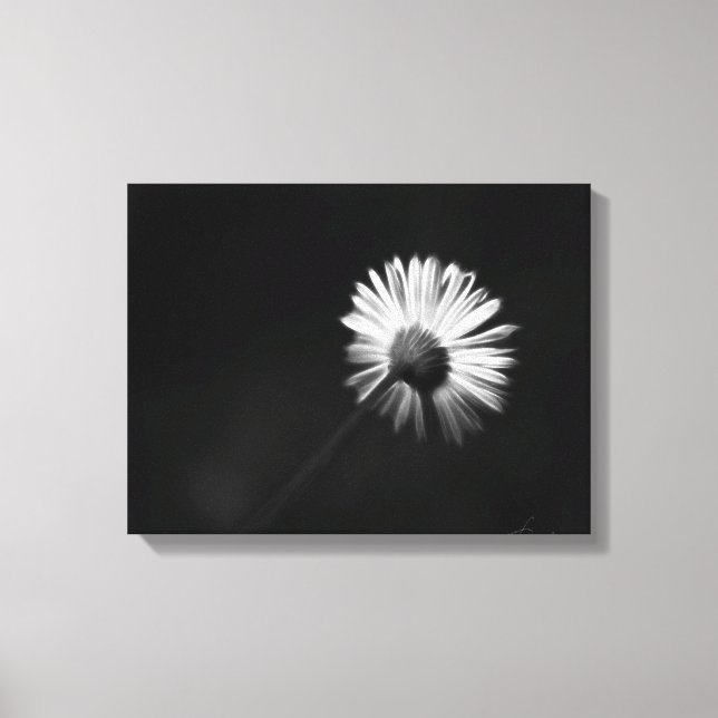 shy white daisy canvas print (Front)