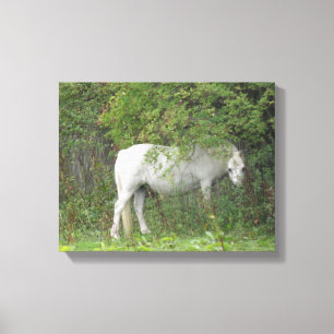 Shy White Horse Canvas Print