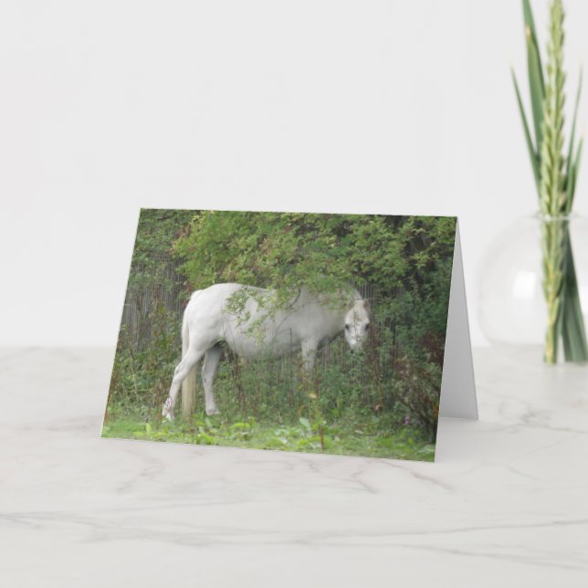 Shy White Horse Greeting Card (Front)