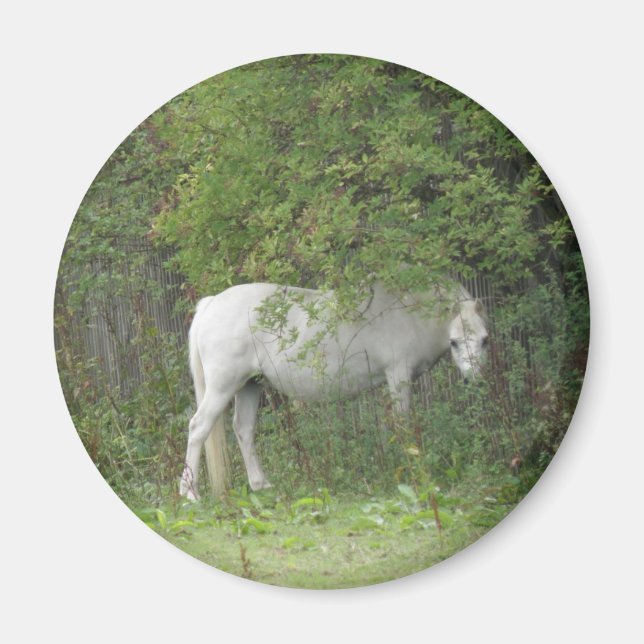 Shy White Horse Magnet (Front)