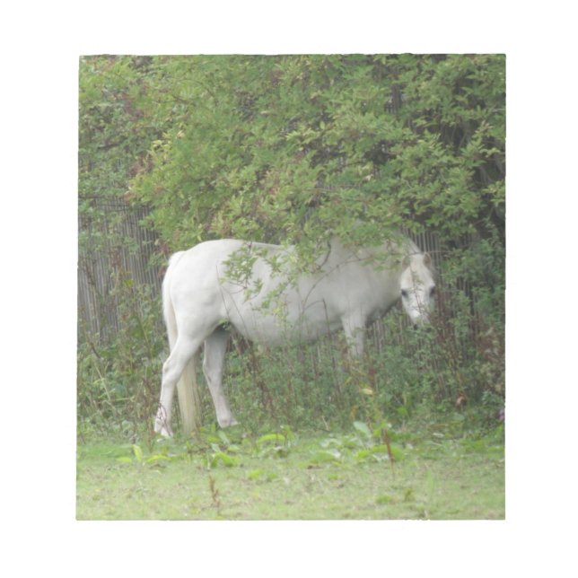 Shy White Horse Notepad (Front)