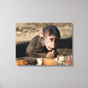 Shy Young Male Hamadryas Baboon (Papio) Canvas Print