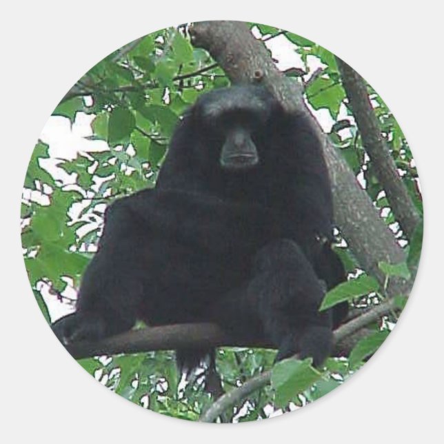 Siamang Gibbon Classic Round Sticker (Front)