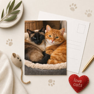 Siamese and Ginger Cute Cats  Postcard
