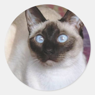 SIAMESE BEAUTY CLASSIC ROUND STICKER