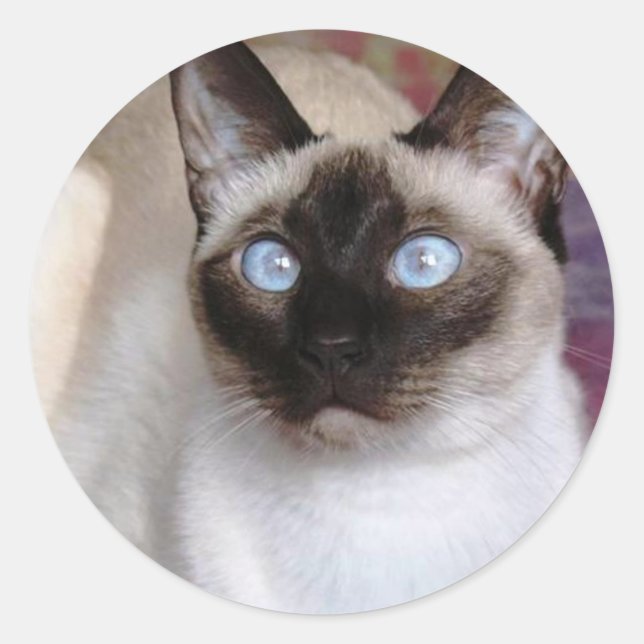 SIAMESE BEAUTY CLASSIC ROUND STICKER (Front)