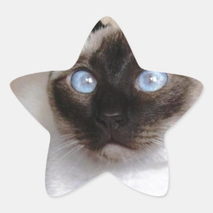 SIAMESE BEAUTY STAR STICKER