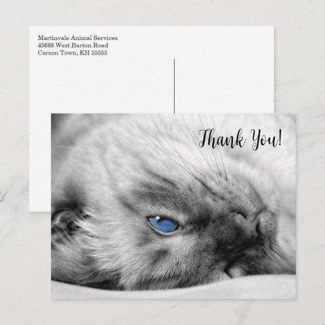 Siamese Blue Eyed Cat Thank You Postcard (Front/Back)